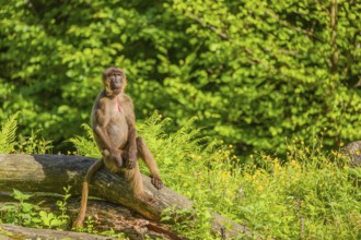 A male Gelada (Theropithecus gelada), or bleeding-heart monkey sits on a log lying in dense green