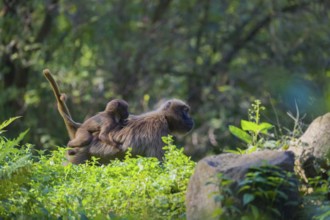 One female with one baby Gelada (Theropithecus gelada), or bleeding-heart monkey riding on her