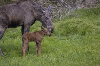 One adult female moose or elk, Alces alces, with one baby moose (8 days old, born May 8, 2020)