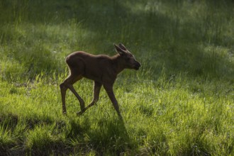 One baby moose or elk, Alces alces, (19 days old, born May 8, 2020) standing on a meadow with tall