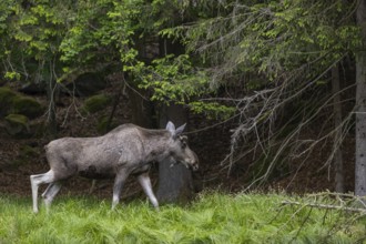 One adult male moose or elk, Alces alces, walking over a meadow with fresh green grass. A forest in