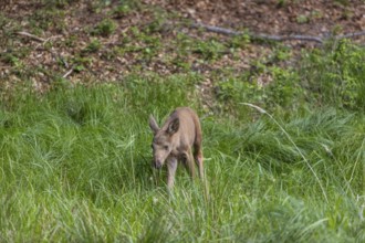 One baby moose or elk, Alces alces, (19 days old, born May 8, 2020). standing on a meadow at a