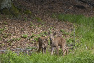 Two baby moose or elk, Alces alces, (19 days old, born May 8, 2020). Playing at a forest edge