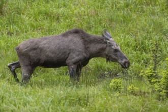 One adult female moose or elk, Alces alces, grazing on a meadow with tall fresh green grass