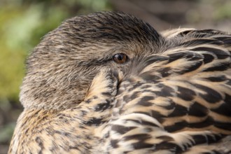 Mallard (Anas platyrhynchos), female, resting, head in plumage, portrait, close-up, Heiligenhaus,