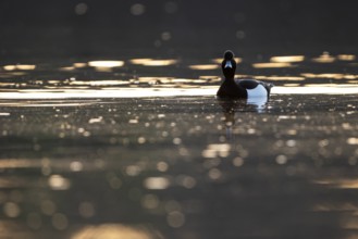 Tufted Duck (Aythya fuligula), drake, backlit, at sunrise, Heiligenhaus, North Rhine-Westphalia,