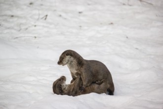 Two adult otters (Lutra lutra) playing together in snowy hilly terrain