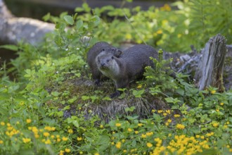 Two Eurasian otter (Lutra lutra), sitting on a mossy tree stump. Some yellow flowers (Ranunculus)