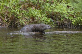 One Eurasian otter (Lutra lutra), climbing over branches lying in a small creek