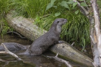 One Eurasian otter (Lutra lutra), climbing over a log lying partially in water. Green vegetation in