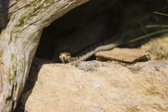 One Vipera berus, the common European adder or common European viper, creeps over moss and rocks