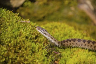 One Vipera berus, the common European adder or common European viper, creeps over moss and rocks