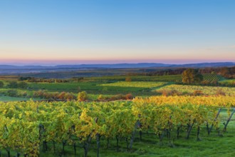 Vineyards near Langenlois, Lower Austria, Austria, Europe