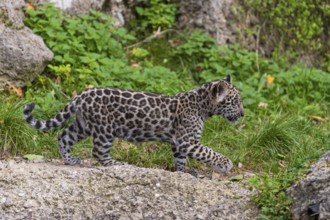 One male jaguar baby (Panthera onca), 10 weeks old, walking over a hilly meadow with some