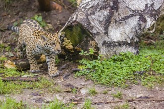 A female jaguar cub (Panthera onca), 4 months old, runs across a green meadow