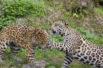 Two adult jaguars (Panthera onca) play fighting on a green meadow