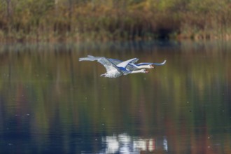 Two Mute swans, Cygnus olor, fly over a lake. Fall colours in the background