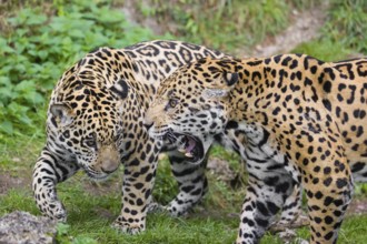 Two adult jaguars (Panthera onca) play fighting on a green meadow