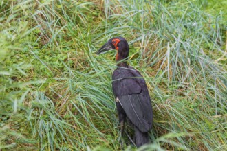 A southern ground hornbill, Bucorvus leadbeate, searches for food in tall grass