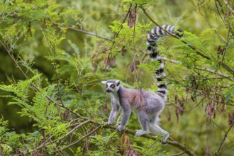 A ring-tailed lemur (Lemur catta) stands high up on a branch of tree with fresh green leafs