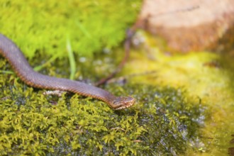 One Vipera berus, the common European adder or common European viper, creeps over moss and rocks