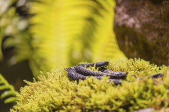 One Vipera berus, the common European adder or common European viper, rests on moss in bright