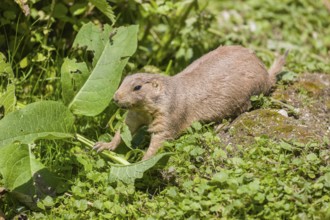 A black-tailed prairie dog sits on fresh green vegetation, searching for food on a bright sunny day