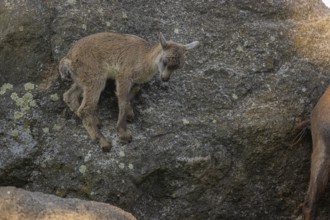 One baby ibex (Capra ibex) walking between rocks