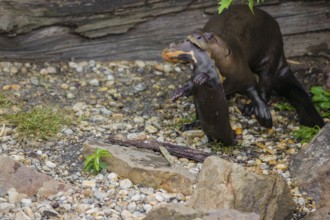 An adult giant otter or giant river otter (Pteronura brasiliensis) runs over rocks on the riverbank