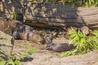 A two-year-old giant otter or giant river otter (Pteronura brasiliensis) cares for his 2-month-old