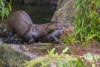 An adult giant otter or giant river otter (Pteronura brasiliensis) runs over rocks on the riverbank