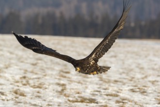 One white-tailed eagle (Haliaeetus albicilla) flying over a snow covered field in bright sunlight