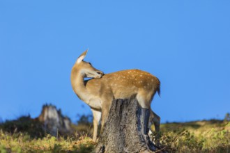 One female Manchurian sika deer or Dybowski's sika deer (Cervus nippon mantchuricus or Cervus