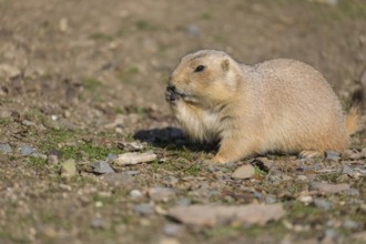 One black-tailed prairie dog sitting on sandy terrain, searching for food on a bright sunny day