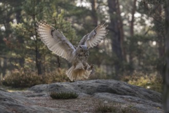 One Siberian Eagle Owl (Bubo bubo sibiricus) landing on a rock in a forest