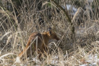 One red fox, Vulpes vulpes, running thru the undergrowth of a forest on a sunny day