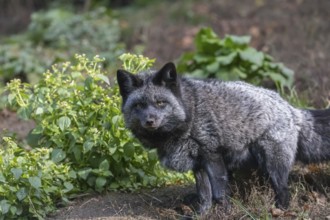 One silver fox (Vulpes vulpes) standing on a green meadow looking for food. The silver fox is a