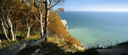 Coastal forest at the chalk cliffs of Møns Klint, view of the Baltic Sea in autumn, Møn Island,