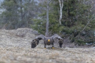 One young Steller's sea eagle (Haliaeetus pelagicus) lifting off of the ground. Controlled