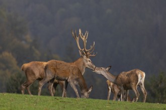 The kiss. One Red Deer stag (Cervus elaphus) and a doe kissing each other. A forest in fall foliage