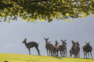 Group of red deer, Cervus elaphus, early morning, backlight, group of female. Fog in background