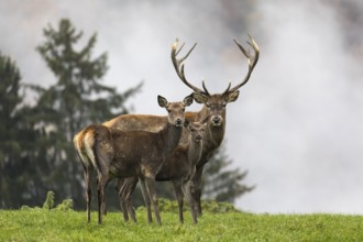 Red Deer buck at the end of the rutting season, with a female and a young animal. Family picture