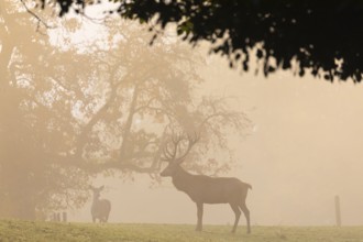 One Red Deer stag (Cervus elaphus) standing on a meadow in early morning light with a forest in