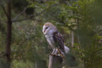 One barn owl (Tyto alba) sitting on a fence post in late evening light, surrounded by green