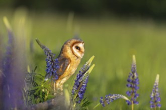 One barn owl (Tyto alba) sitting on a branch lying in a field of flowering lupines in late evening