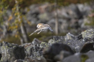 One barn owl (Tyto alba) flying over a field of rocks. Trees in autumnal colors in the distant