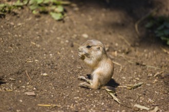 A black-tailed prairie dog cub (2 weeks old) (Cynomys ludovicianus) sits on sandy terrain on a