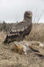 One steppe eagle, Aquila nipalensis, feeding on a carcass of a red fox. Trees and grass in the