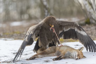 One steppe eagle, Aquila nipalensis, feeding on a carcass of a red fox. Trees in the background