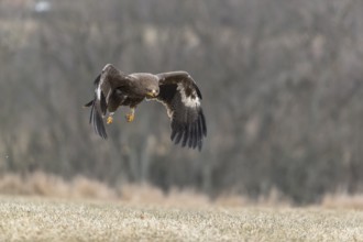 One steppe eagle, Aquila nipalensis, flying over a meadow. Trees in the background